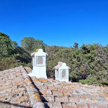 Ibiscus, Notteri * וילסימיוס