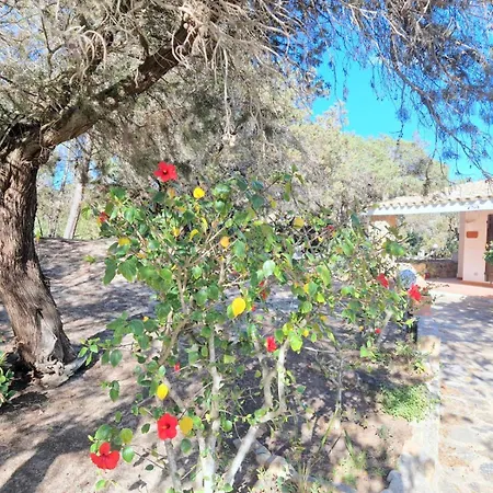 Ibiscus, Notteri וילסימיוס