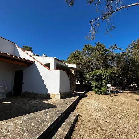 Ibiscus, Notteri וילסימיוס