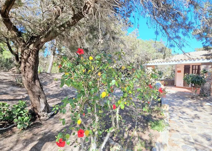 Ibiscus, Notteri Villasimius